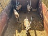 4 X GEMSBOK - ORYX M:4 (Betaal per dier/Pay per animal) - 2