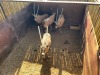 4 X GEMSBOK - ORYX M:4 (Betaal per dier/Pay per animal) - 3