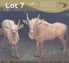 2 X GOUE WILDEBEES - GOLDEN WILDEBEEST M:2 (Betaal per dier/Pay per animal)
