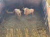 2 X GOUE WILDEBEES - GOLDEN WILDEBEEST M:2 (Betaal per dier/Pay per animal) - 2