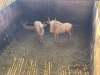 2 X GOUE WILDEBEES - GOLDEN WILDEBEEST M:2 (Betaal per dier/Pay per animal) - 3