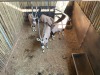 4 X GEMSBOK - ORYX M:4 (Betaal per dier/Pay per animal) - 2