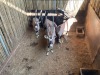 4 X GEMSBOK - ORYX M:4 (Betaal per dier/Pay per animal) - 3