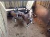4 X GEMSBOK - ORYX M:4 (Betaal per dier/Pay per animal) - 4