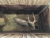 1 X NJALA - NYALA M:1 SABLE RANCH - 3