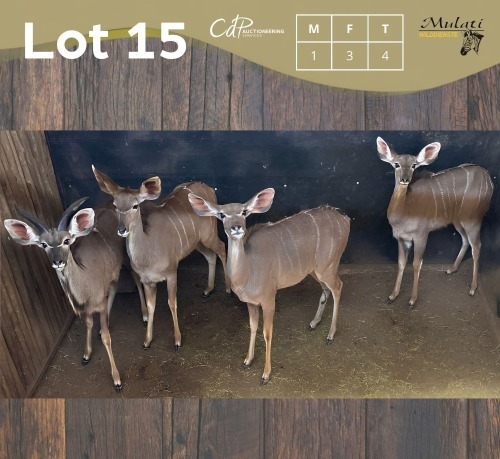 4 X KOEDOE - KUDU M:1 V/F:3 (Betaal per dier/Pay per animal)