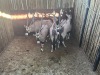5 X GEMSBOK - ORYX M:5 (Betaal per dier/Pay per animal) - 3
