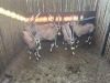 5 X GEMSBOK - ORYX M:5 (Betaal per dier/Pay per animal) - 4