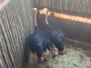 2 X VOLSTRUIS - OSTRICH M:2 (Betaal per dier/Pay per animal) - 2