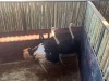 2 X VOLSTRUIS - OSTRICH M:2 (Betaal per dier/Pay per animal) - 3