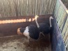 2 X VOLSTRUIS - OSTRICH M:2 (Betaal per dier/Pay per animal) - 4