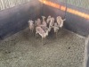 9 X ROOIBOK - IMPALA M:3 V/F:6 (Betaal per dier/Pay per animal) - 3