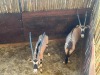 2 X GEMSBOK - ORYX V/F:2 (Betaal per dier/Pay per animal) - 2