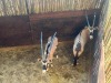 2 X GEMSBOK - ORYX V/F:2 (Betaal per dier/Pay per animal) - 3