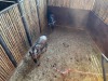 2 X BLOUWILDEBEES - BLUE WILDEBEEST V/F:2 (Betaal per dier/Pay per animal) - 2