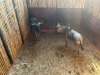 2 X BLOUWILDEBEES - BLUE WILDEBEEST V/F:2 (Betaal per dier/Pay per animal) - 3