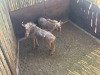 2 X GOUE WILDEBEES - GOLDEN WILDEBEEST V/F:2 (Betaal per dier/Pay per animal) - 2