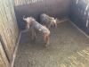 2 X GOUE WILDEBEES - GOLDEN WILDEBEEST V/F:2 (Betaal per dier/Pay per animal) - 3
