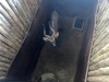 1 X NJALA - NYALA M:1 SABLE RANCH - 2