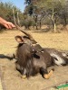 1 X NJALA - NYALA M:1 SABLE RANCH - 5