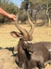 1 X NJALA - NYALA M:1 SABLE RANCH - 6