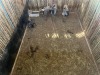 4 X BLOUWILDEBEES - BLUE WILDEBEEST V/F:3+1 (Betaal per dier, insluitend die kalf ook/Pay per animal, including the calf as well) - 2