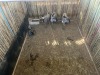 4 X BLOUWILDEBEES - BLUE WILDEBEEST V/F:3+1 (Betaal per dier, insluitend die kalf ook/Pay per animal, including the calf as well) - 3