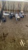 4 X BLOUWILDEBEES - BLUE WILDEBEEST V/F:3+1 (Betaal per dier, insluitend die kalf ook/Pay per animal, including the calf as well) - 5
