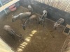 6 X BLOUWILDEBEES - BLUE WILDEBEEST V/F:5+1 (Betaal per dier, insluitend die kalf ook/Pay per animal, including the calf as well) - 2