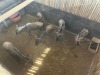 6 X BLOUWILDEBEES - BLUE WILDEBEEST V/F:5+1 (Betaal per dier, insluitend die kalf ook/Pay per animal, including the calf as well) - 3
