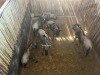 6 X BLOUWILDEBEES - BLUE WILDEBEEST V/F:5+1 (Betaal per dier, insluitend die kalf ook/Pay per animal, including the calf as well) - 4