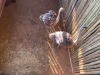 2 X VOLSTRUIS - OSTRICH V/F:2 (Betaal per dier/Pay per animal) - 2