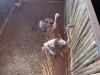 2 X VOLSTRUIS - OSTRICH V/F:2 (Betaal per dier/Pay per animal) - 3
