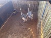 2 X VOLSTRUIS - OSTRICH V/F:2 (Betaal per dier/Pay per animal) - 4