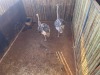 2 X VOLSTRUIS - OSTRICH V/F:2 (Betaal per dier/Pay per animal) - 5