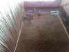 4 X SWART ROOIBOK - BLACK IMPALA V/F:4 (Betaal per dier/Pay per animal) - 2