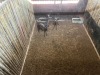 4 X SWART ROOIBOK - BLACK IMPALA V/F:4 (Betaal per dier/Pay per animal) - 3