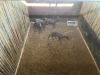 4 X SWART ROOIBOK - BLACK IMPALA V/F:4 (Betaal per dier/Pay per animal) - 4