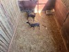 3 X SWART ROOIBOK - BLACK IMPALA V/F:3 (Betaal per dier/Pay per animal) - 2