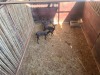 3 X SWART ROOIBOK - BLACK IMPALA V/F:3 (Betaal per dier/Pay per animal) - 3