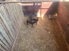 3 X SWART ROOIBOK - BLACK IMPALA V/F:3 (Betaal per dier/Pay per animal) - 4