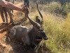 1 X NJALA - NYALA M:1 SABLE RANCH - 2