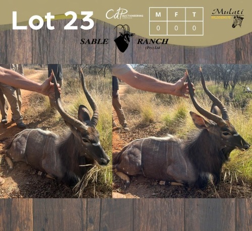 1 X NJALA - NYALA M:1 SABLE RANCH