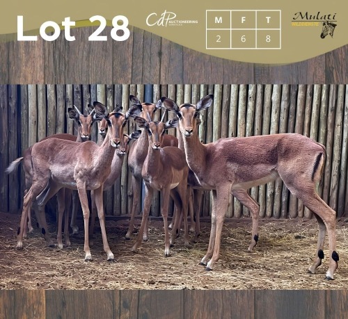 8 X ROOIBOK - IMPALA M:2 V/F:6 (Betaal per dier/Pay per animal)
