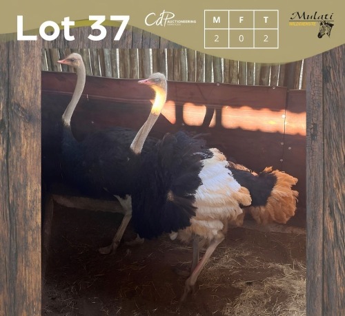 2 X VOLSTRUIS - OSTRICH M:2 (Betaal per dier/Pay per animal)