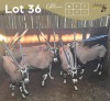 5 X GEMSBOK - ORYX M:5 (Betaal per dier/Pay per animal)
