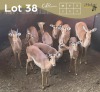 9 X ROOIBOK - IMPALA M:3 V/F:6 (Betaal per dier/Pay per animal)