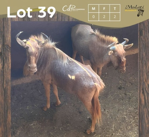 2 X GOUE WILDEBEES - GOLDEN WILDEBEEST V/F:2 (Betaal per dier/Pay per animal)