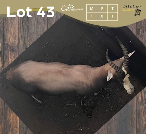 1 X BLESBOK - BLESBUCK M:1
