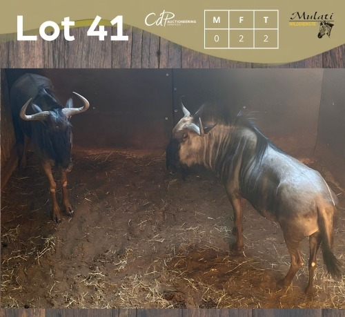 2 X BLOUWILDEBEES - BLUE WILDEBEEST V/F:2 (Betaal per dier/Pay per animal)